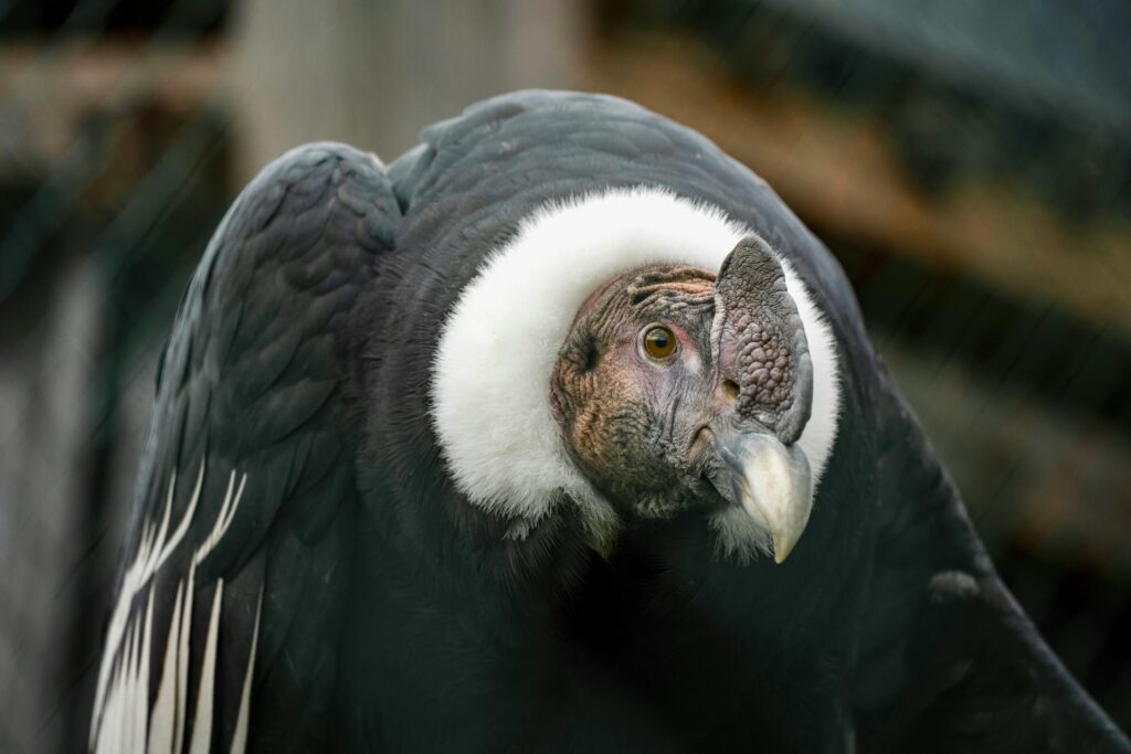 Detailed close-up of an Andean condor showcasing its unique features and plumage.